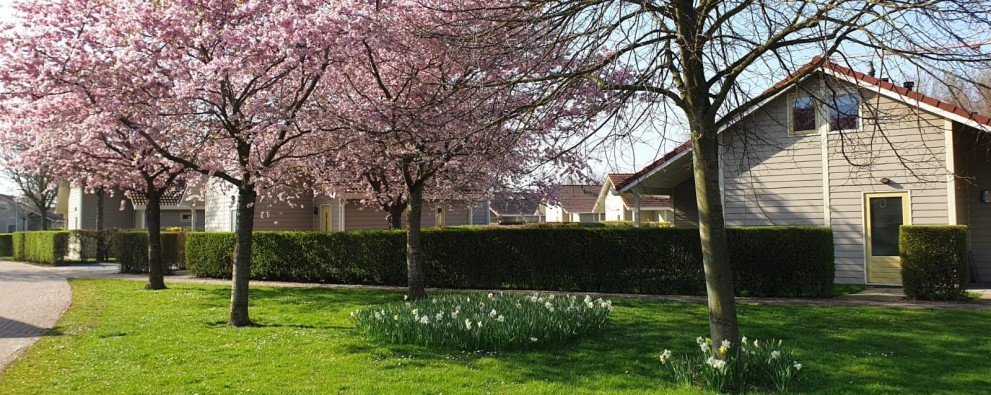 Bloesem maart 2021.jpg Bloesem maart 2021.jpg