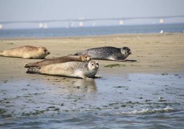 Foto zeehond.jpg