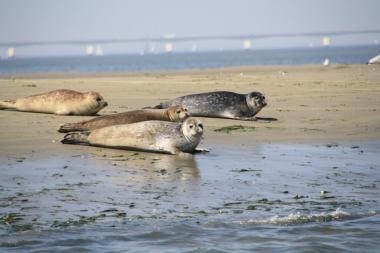 Foto zeehond.jpg