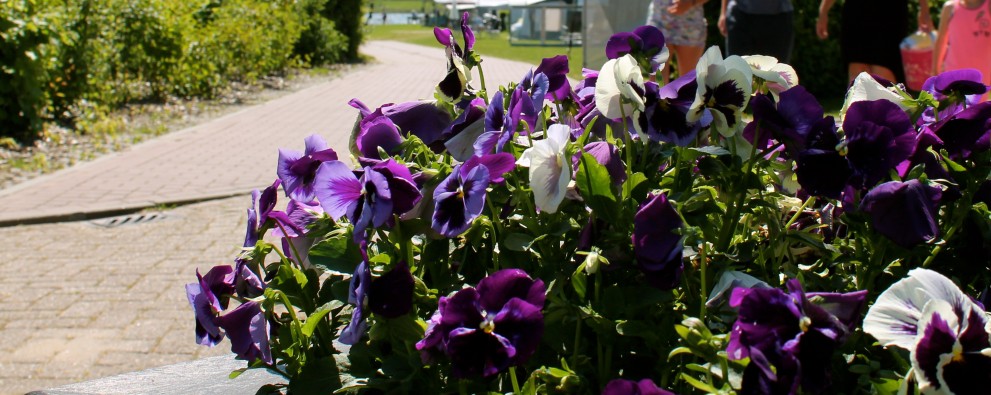 IMG_4317.JPG IMG_4317.JPG