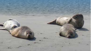 Foto Zeehond 1.png