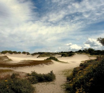 Foto meeuwenduinen.jpg